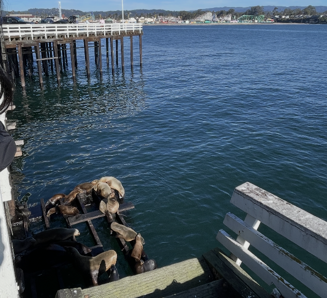 sea lions and seals at the santa cruz wharf
